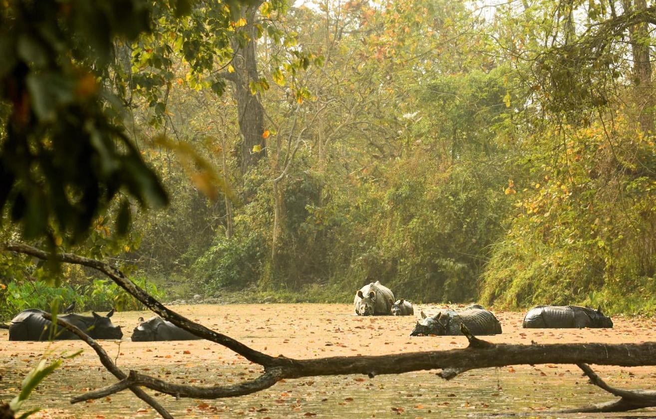 Hotel Flycatcher Chitwan- A Jungle Safari Home Саураха Екстер'єр фото